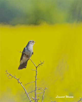 Gk / Common Cuckoo