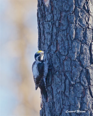 Tretig hackspett / Three-toad Woodpecker