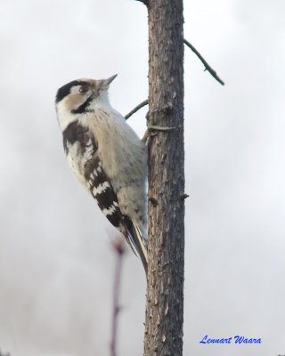 Mindre hackspett / Lesser Spotted Woodpecker
