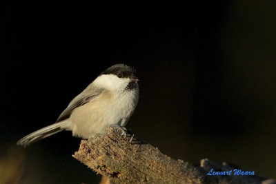 Talltita / Willow Tit