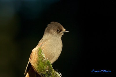 Lavskrika / Siberian Jay