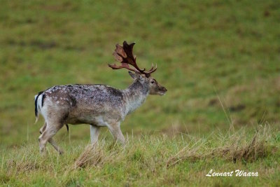 Dovhjort / Fallow Deer