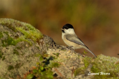 Talltita / Willow Tit