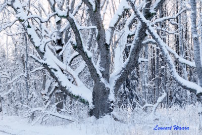 Den gamla eken kldd i sn.