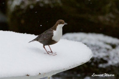 Strmstare / White-throated Dipper