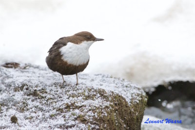 Strmstare / White-throated Dipper