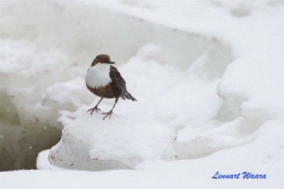 Strmstare / White-throated Dipper