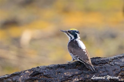 Tretig hackspett / Three-toad Woodpecker