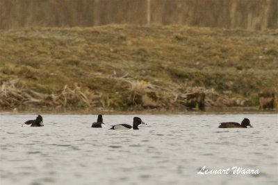 Ringand / Ring-necked Duck