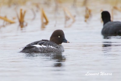 Knipa hona / Common Goldeneye