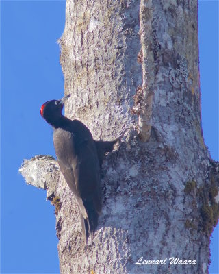 Spillkrka / Black Woodpecker