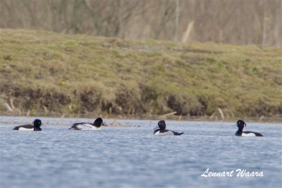Ringand / Ring-necked Duck
