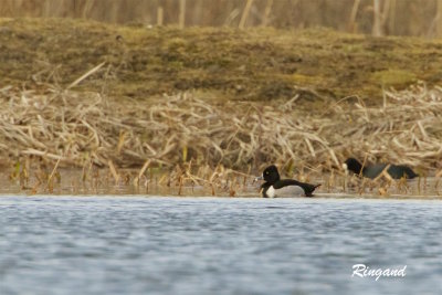Ringand / Ring-necked Duck