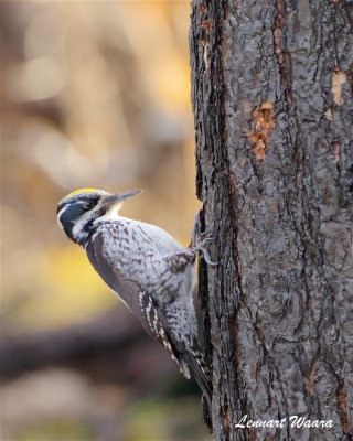 Tretig hackspett / Three-toad Woodpecker