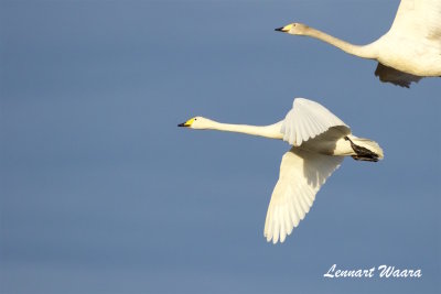 Sngsvan / Whooper Swan