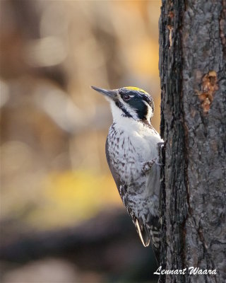 Tretig hackspett / Three-toad Woodpecker