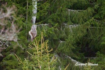 Lappuggla / Great grey owl
