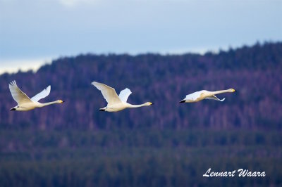 Sngsvan / Whooper Swan