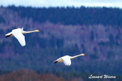 Sngsvan / Whooper Swan