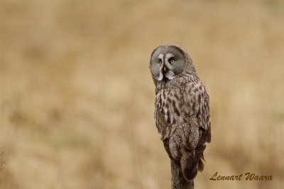Lappuggla / Great grey owl