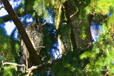 Hornuggla p dagkvist / Long-eared Owl