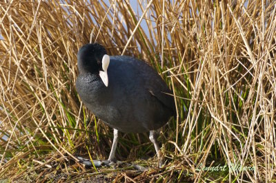 Sothna / Eurasian Coot