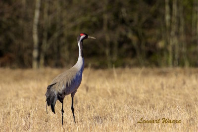 Trana / Common Crane