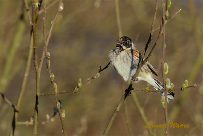 Svsparv / Common Reed Bunting male