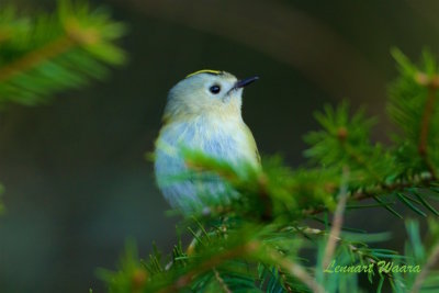 Kungsfgel / Goldcrest