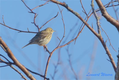 ngspiplrka / Meadow Pipit
