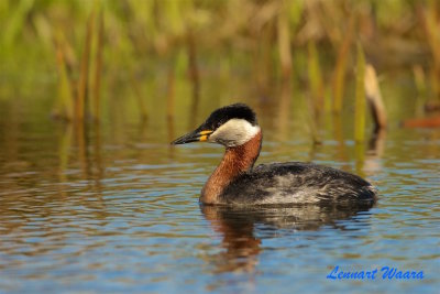 Grhakedopping / Red-necked Grebe