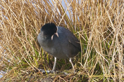 Sothna / Eurasian Coot