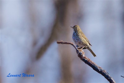 Taltrast / Song Thrush