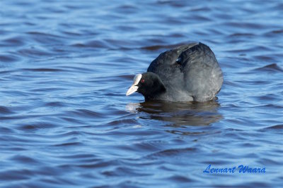 Sothna / Eurasian Coot