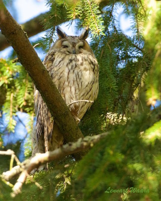 Hornuggla p dagkvist / Long-eared Owl