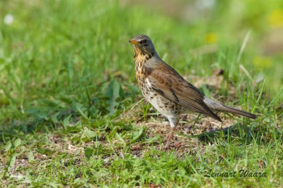 Bjrktrast / Fieldfare