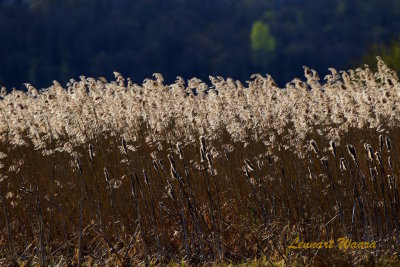 Fjolrsvass i motljus / Reed in back light.