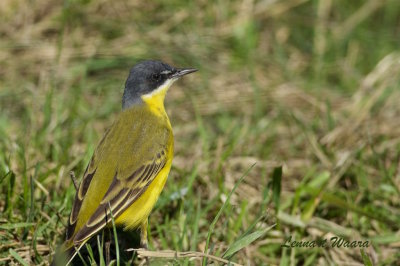 Gulrla / Yellow Wagtail