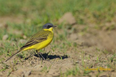 Gulrla / Yellow Wagtail