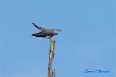Gk / Common Cuckoo