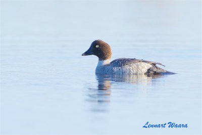 Knipa hona / Common Goldeneye