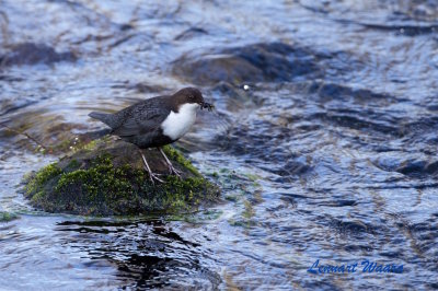 Strmstare / White-throated Dipper