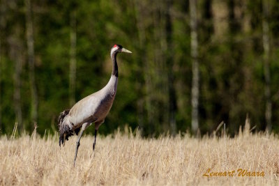 Trana / Common Crane