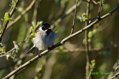 Svsparv / Common Reed Bunting male