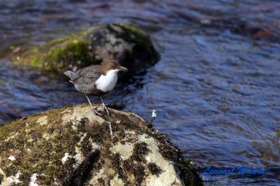 Strmstare / White-throated Dipper