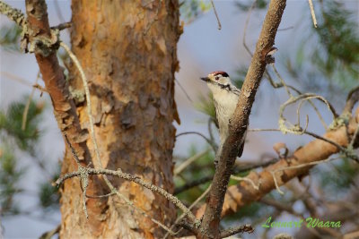 Mindre hackspett / Lesser Spotted Woodpecker male