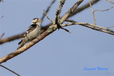 Mindre hackspett hona / Lesser Spotted Woodpecker