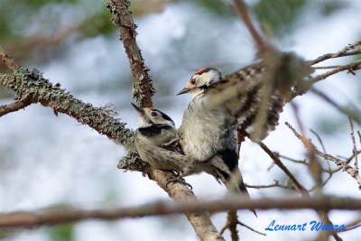 Mindre hackspett parning / Lesser Spotted Woodpecker mating