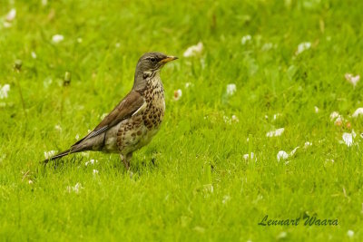 Bjrktrast / Fieldfare