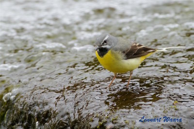 Forsrla / Grey Wagtail